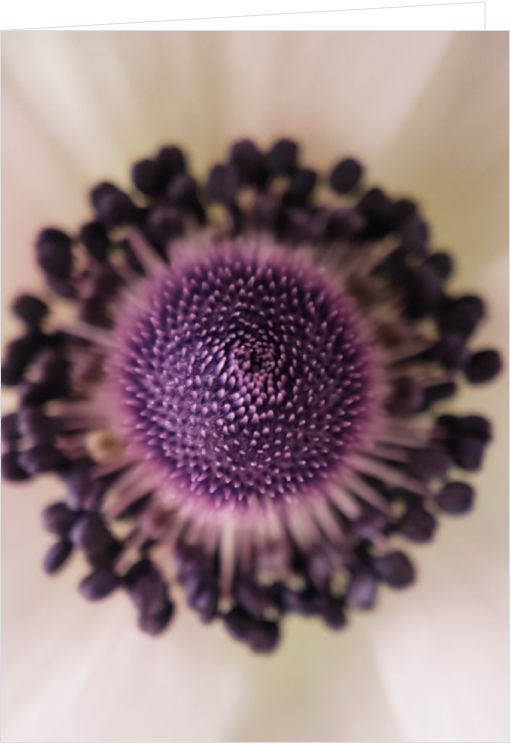 Blank Macro Photography Greeting Card - Anemone