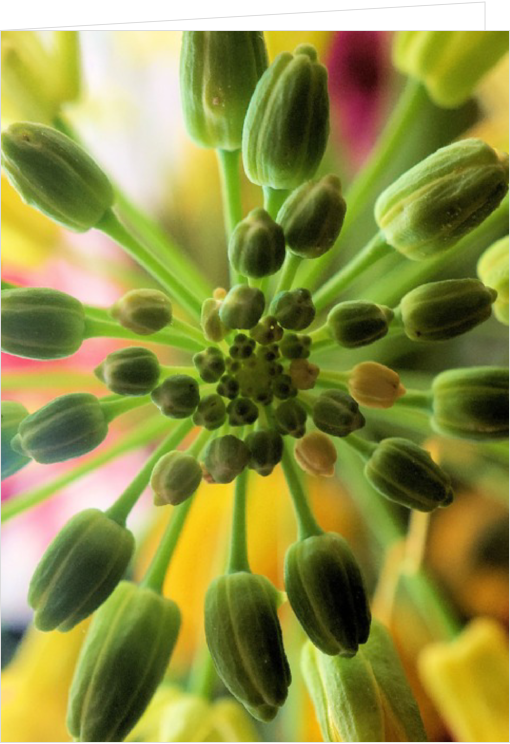 Blank Macro Photography Greeting Card - Unknown