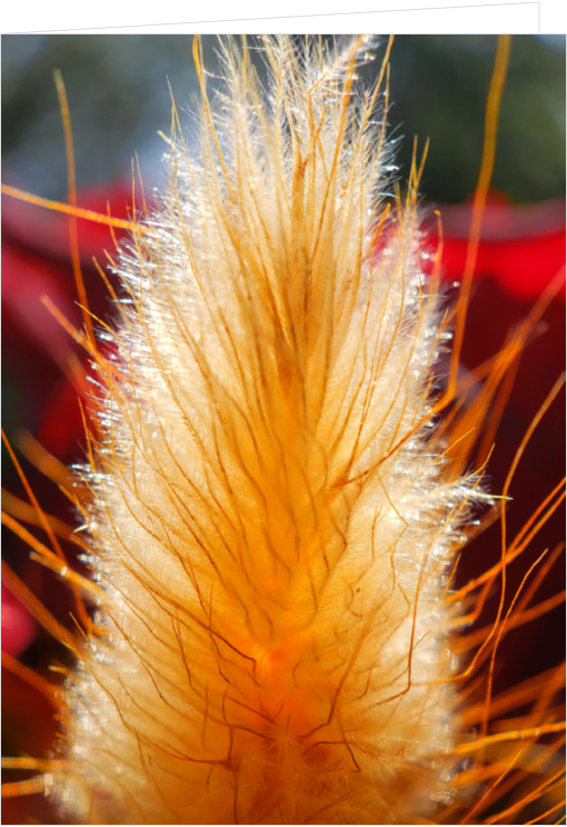 Blank Macro Photography Greeting Card - Golden