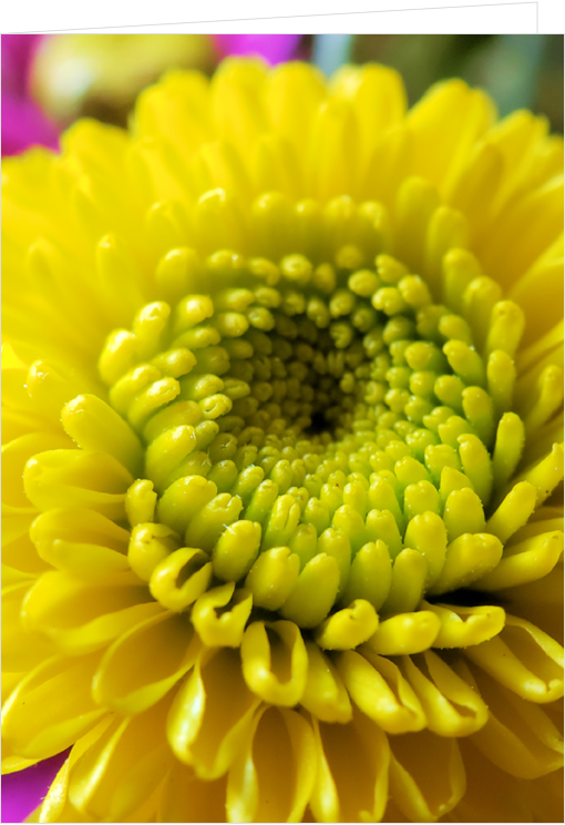 Blank Macro Photography Greeting Card - Chrysanthemum