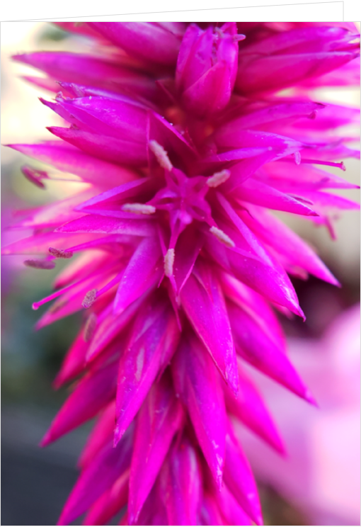 Blank Macro Photography Greeting Card - Fuchsia Flower
